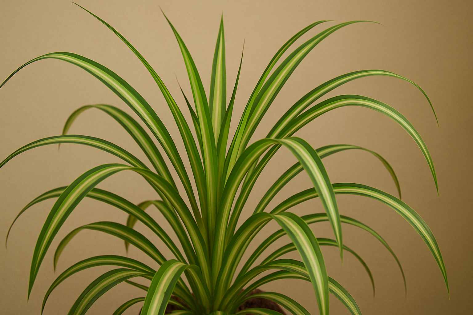 Spider plant with arching variegated leaves and plantlets